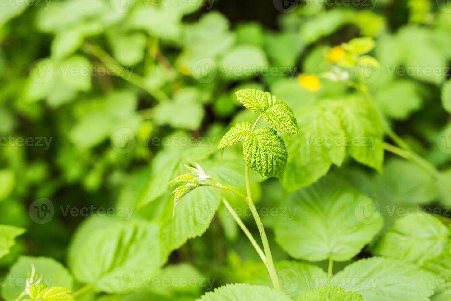 Raspberry leaves in summer photo