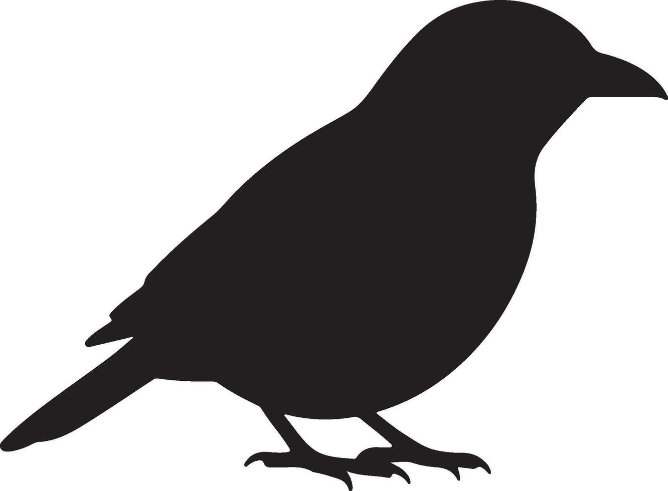 Indian Blackbird Solid Black Silhouette vector