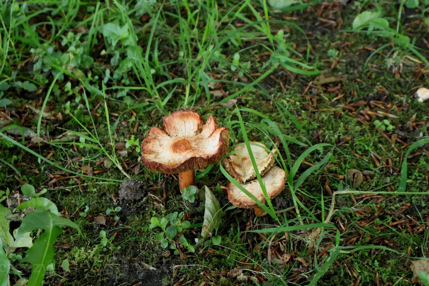 Wild Mushrooms Growing on a Forest Floor with Green Moss and Grass photo