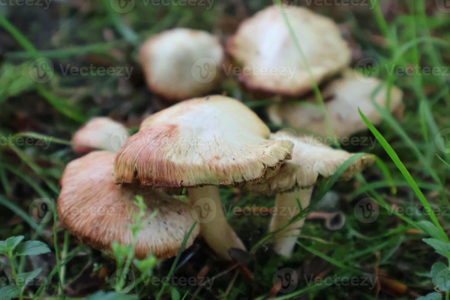 Cluster of Wild Mushrooms Growing on Forest Floor in Natural Setting photo