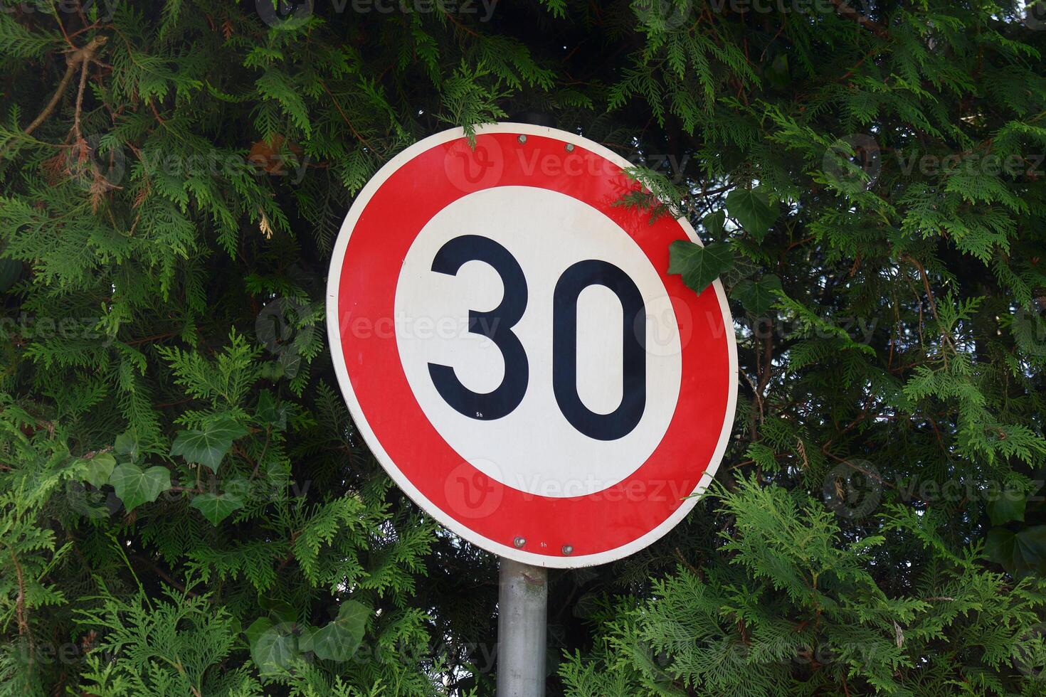 Traffic Speed Limit Sign Displaying 30 Amidst Green Foliage photo