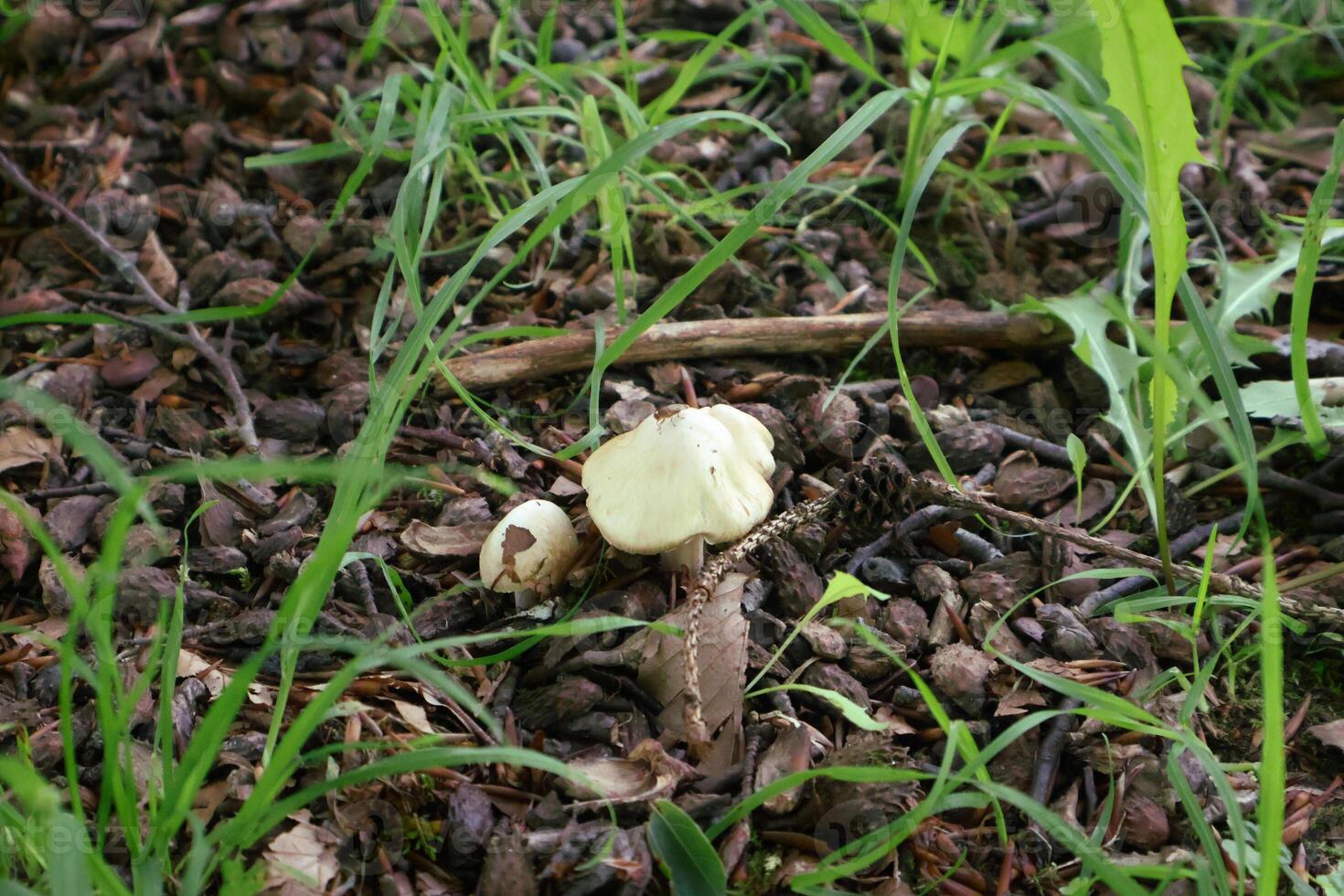 Small Mushrooms Growing on a Forest Floor Among Leaves and Grass photo