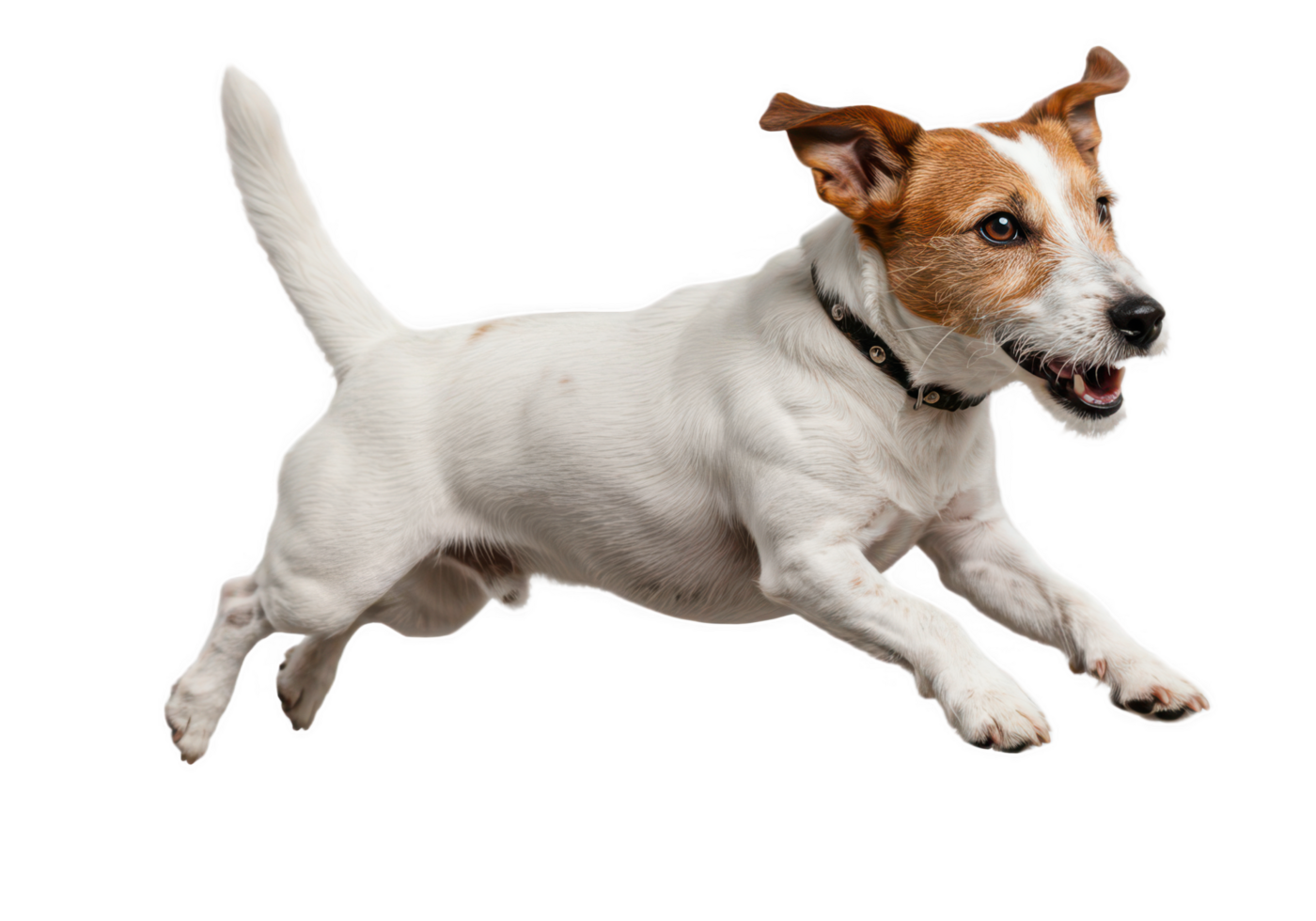 Jack russell terrier dog jumping png