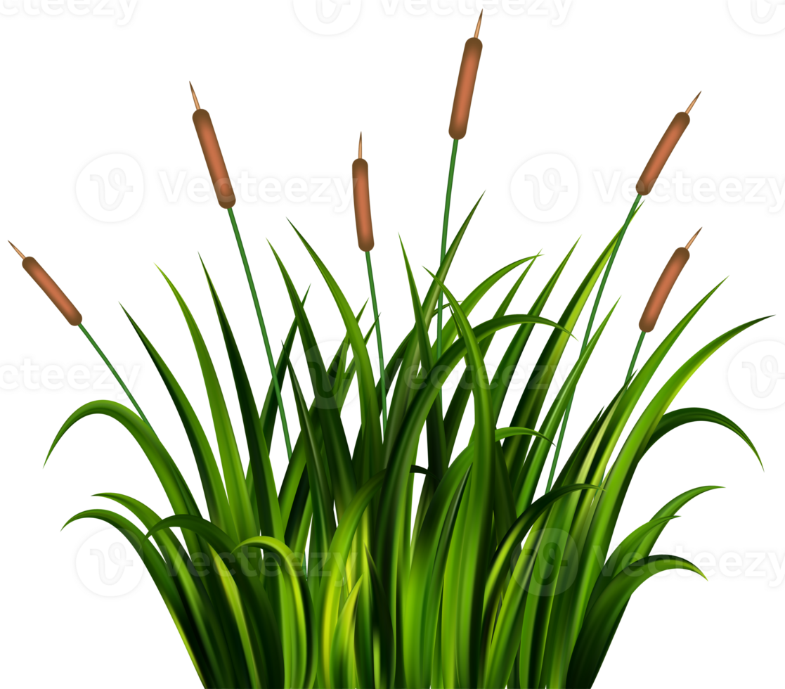 Grass reed on swamp and lake. Cattail plants illustration. Wetland with wild green plants. Coastal bulrush long foliage with thicket. png