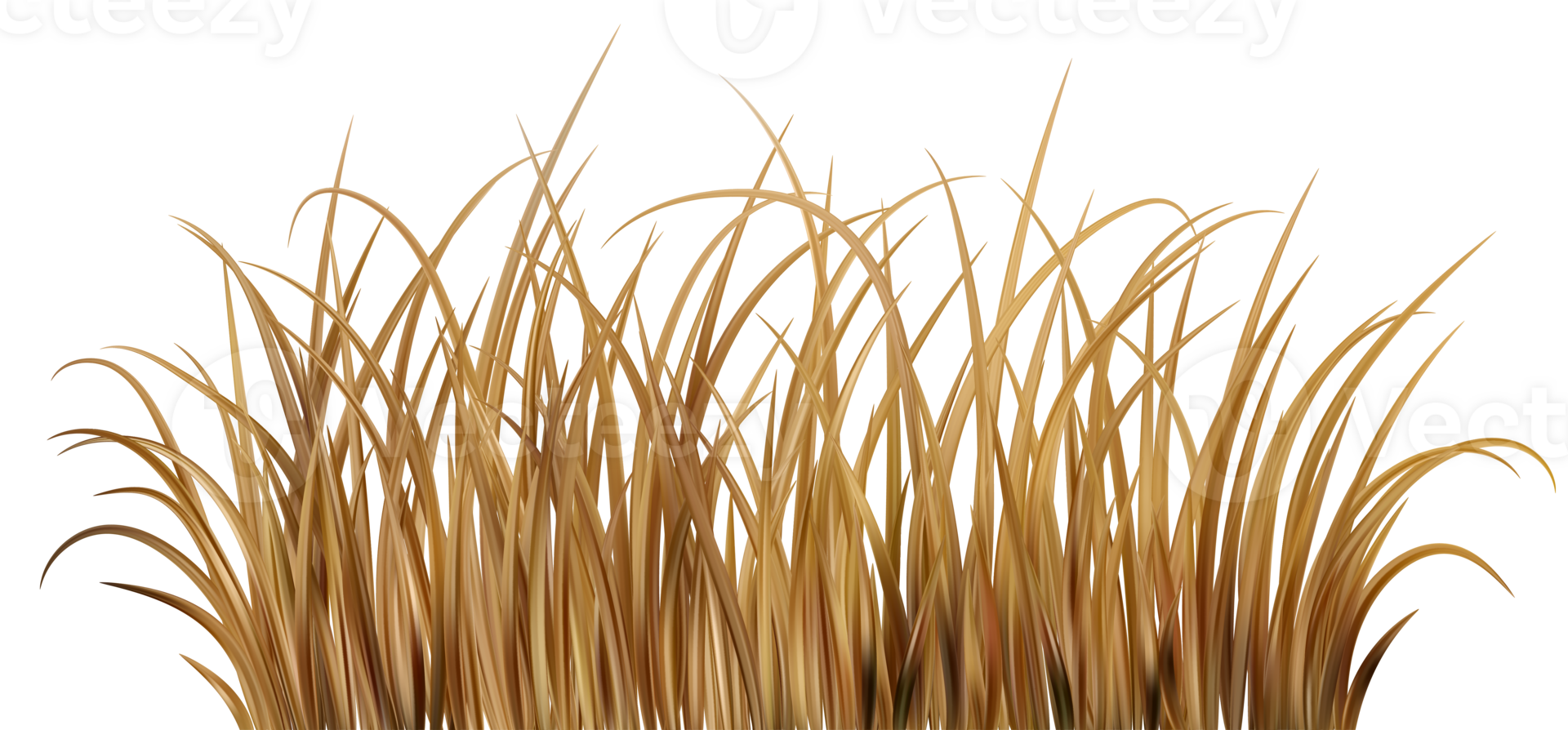 Dry brown grass. Dead field. Marsh plants on meadow and beach. Prairie scene. Autumn realistic farm vegetation. png