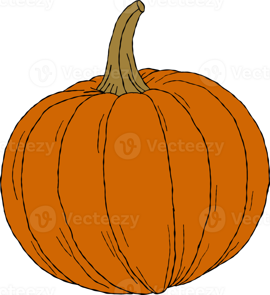 Pumpkin. hand drawn cartoon style drawing. png
