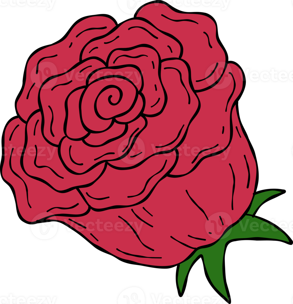 Red Rose. hand drawn style cartoon drawing. png
