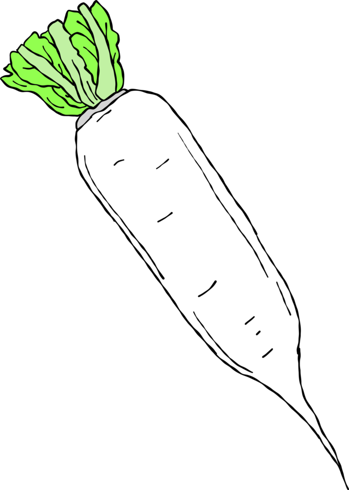 Radish with green leaves in flat design png