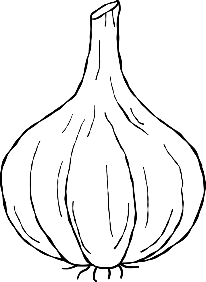 garlic vegetable and garlic drawing png