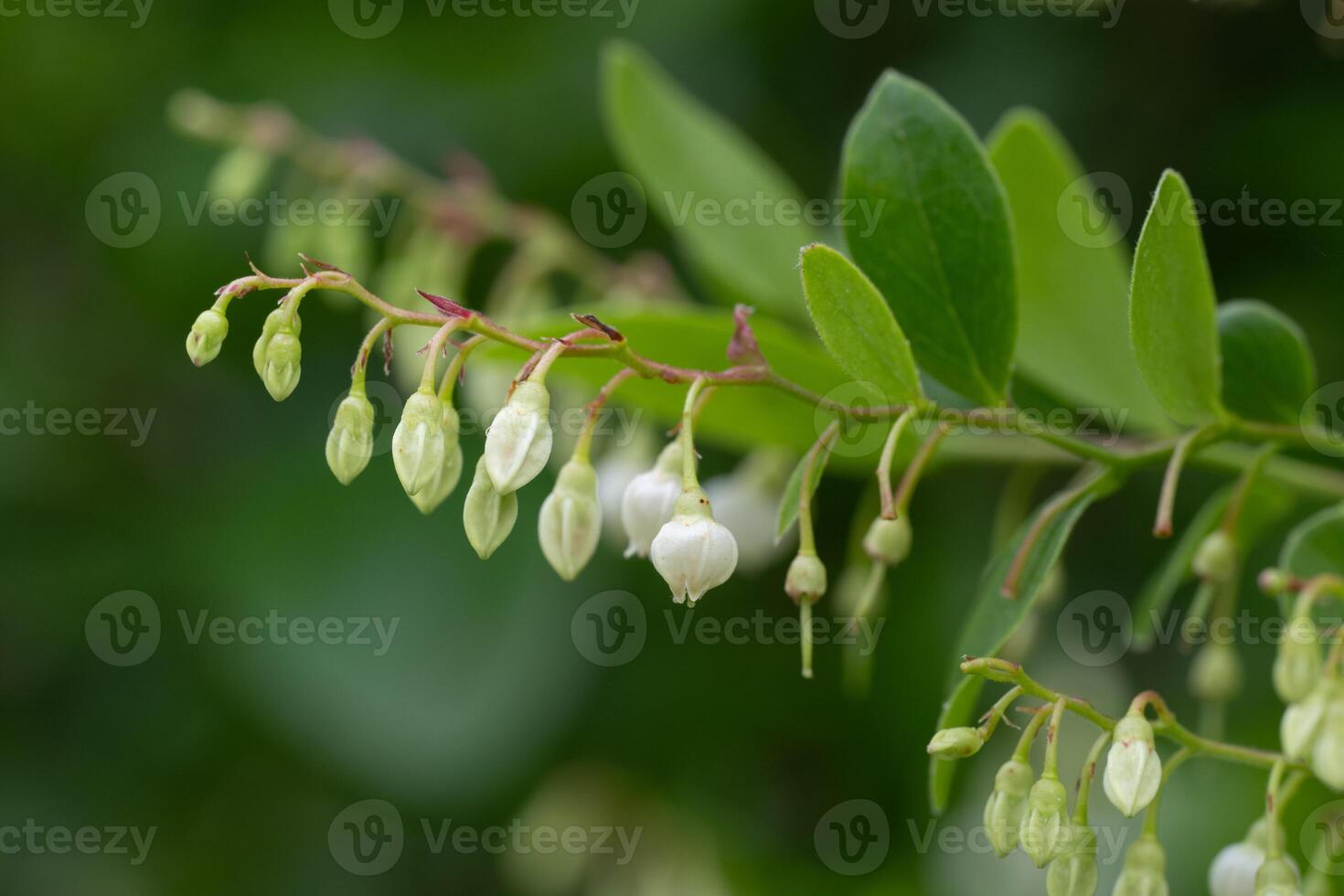 Sparkleberry, Vaccinium arboreum, has white bell shaped flowers in spring. photo