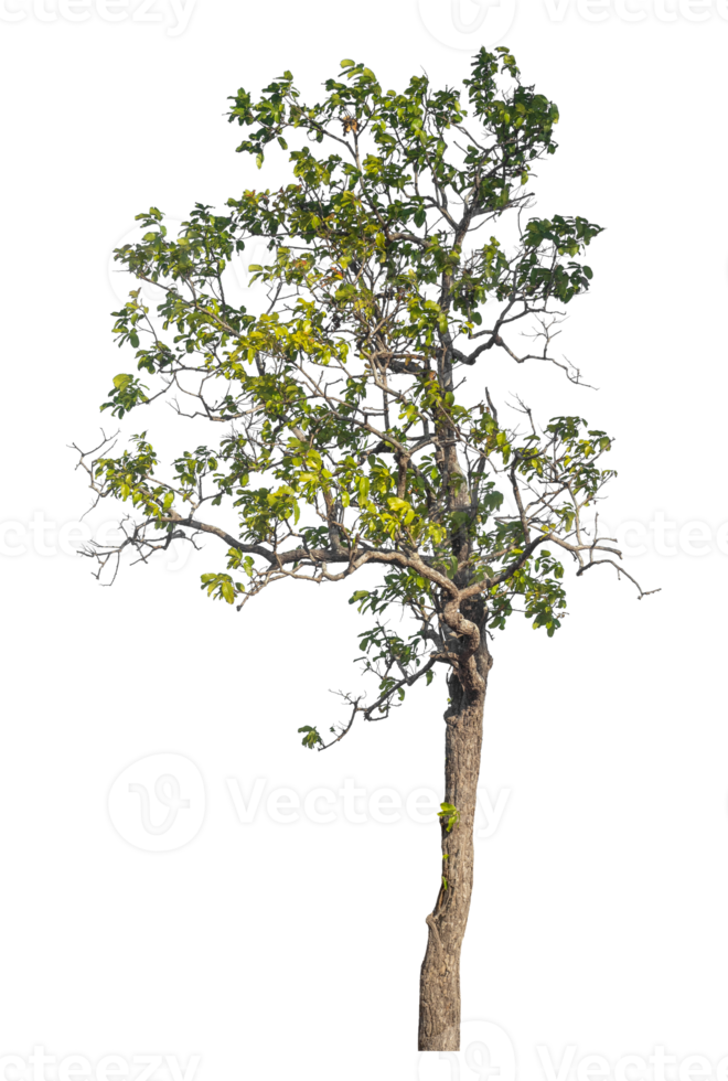 Green trees isolated on transparent background with clipping path, single tree with clipping path and alpha channel png