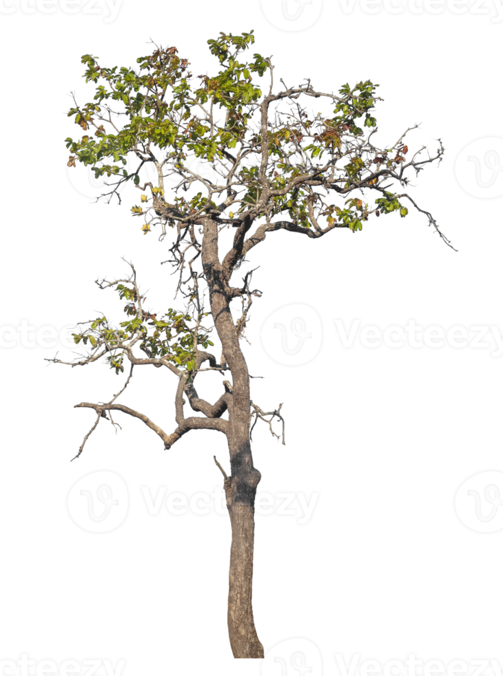 single tree isolated on transparent background png