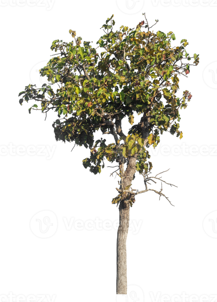 Trees isolated on transparent background, tropical trees isolated used for design png
