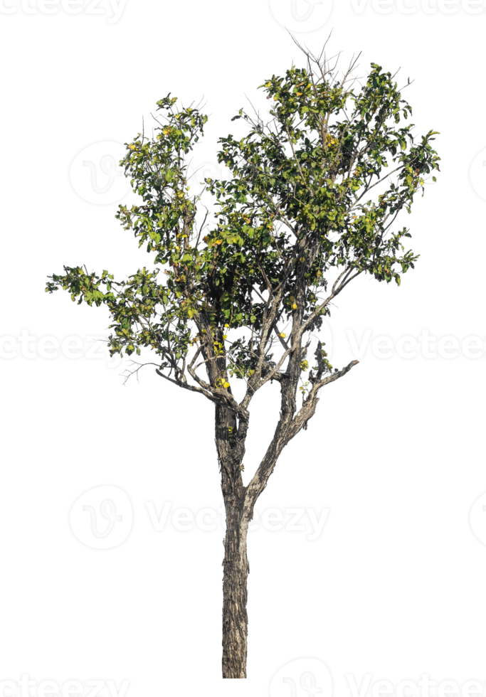 trees isolated on transparent background with clipping path and alpha channel png