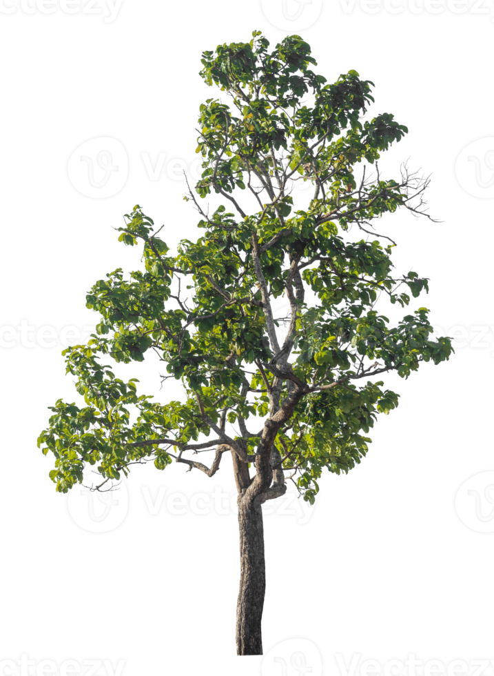 Green trees isolated on transparent background png