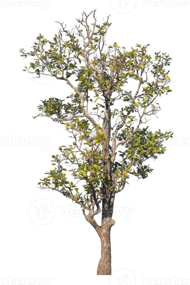 Trees isolated on transparent background, tropical trees png
