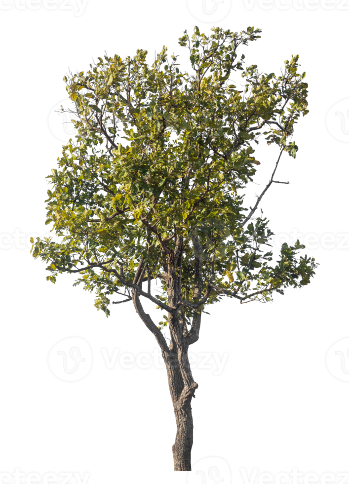 Single tree isolated on transparent background,high qaulity tree. png