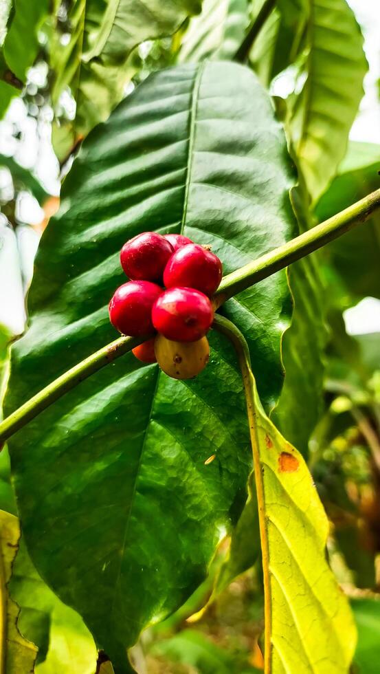 Coffee beans growing on a tree with vibrant red hues and lush green leaves, showcasing the natural beauty of coffee cultivation photo