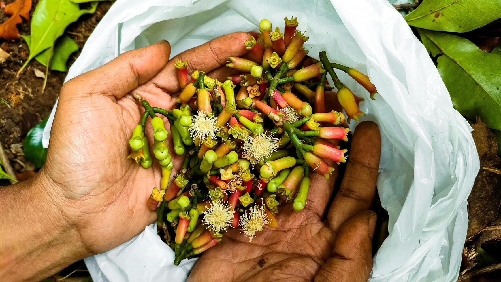 Close-up of hands holding freshly harvested clove buds and flowers from clove tree photo