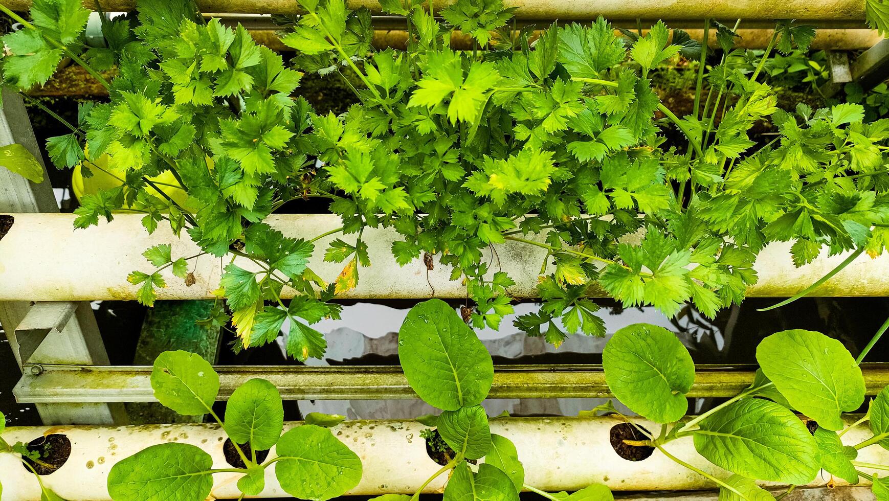Close-up of a thriving hydroponic garden with lush green celery and leafy greens, showcasing sustainable agriculture photo