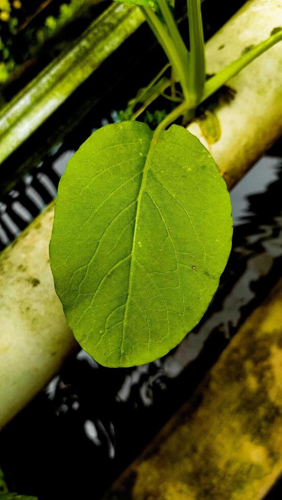 Close-up of a Vibrant Green Leaf Floating on Water Amidst Plant Stems and Reflections photo