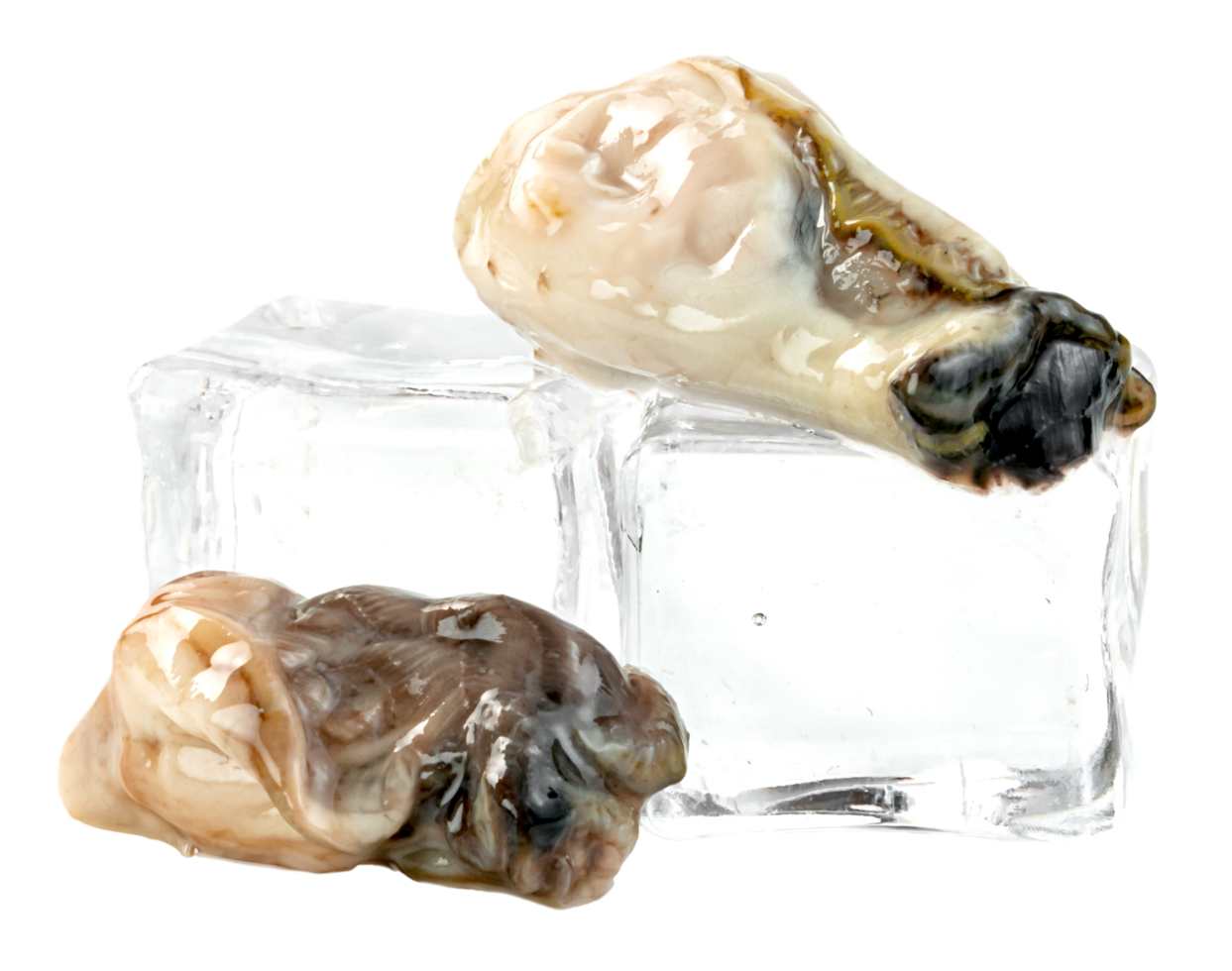 Oysters with ice cube isolated png