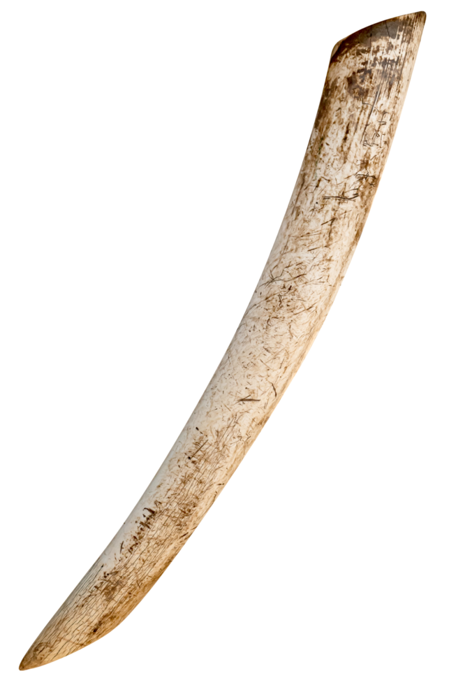 old tusk isolated png