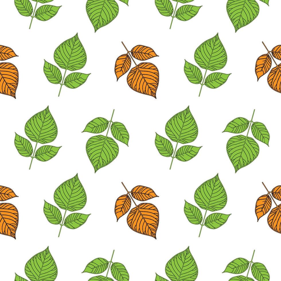 Seamless Hand Drawn Leaf Pattern Green and Autumn Leaves on White Background . vector