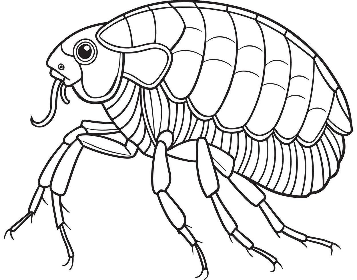 Flea insect line art for children science and coloring page activities vector