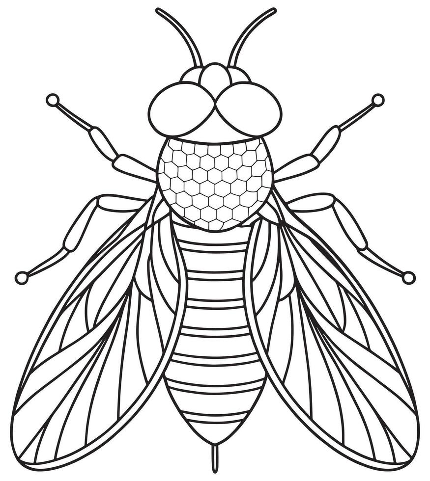Fruit fly wing anatomy illustration for insect education and coloring fun vector