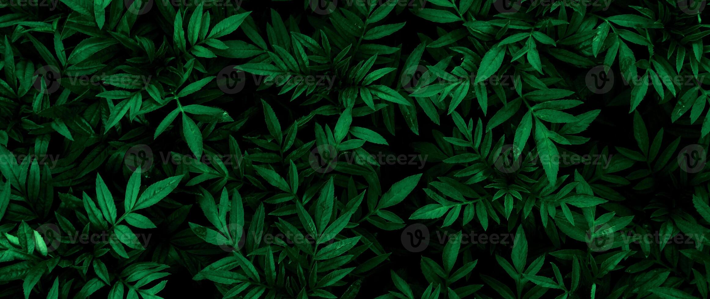 Nature green leaf in garden at summer for background. Abstract green leaf texture, nature background, tropical leaf, environment ecology or green wallpaper background photo
