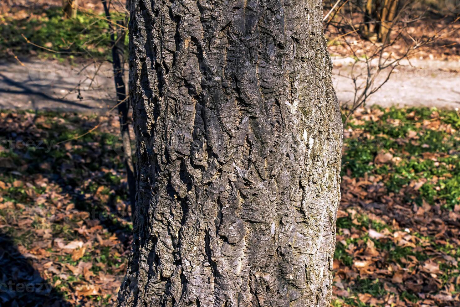 The bark of Amur velvet, or Amur cork tree, Phellodendron amurense. Cork tree bark texture. Natural background. photo