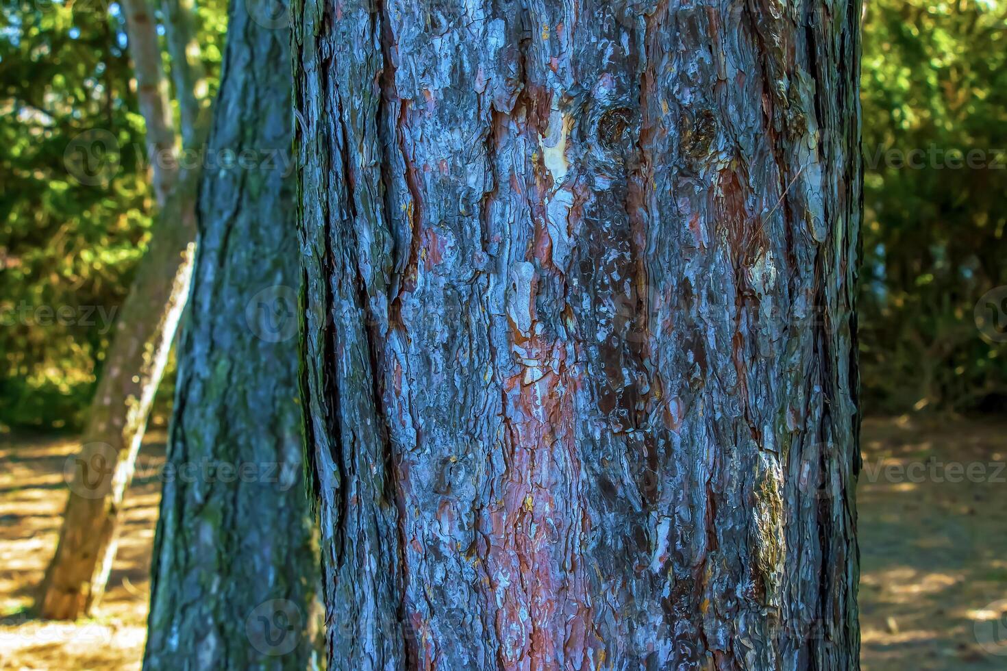 Black pine bark close-up. Texture of trunk of Pinus nigra. Background from living wood. Forest nature skin photo
