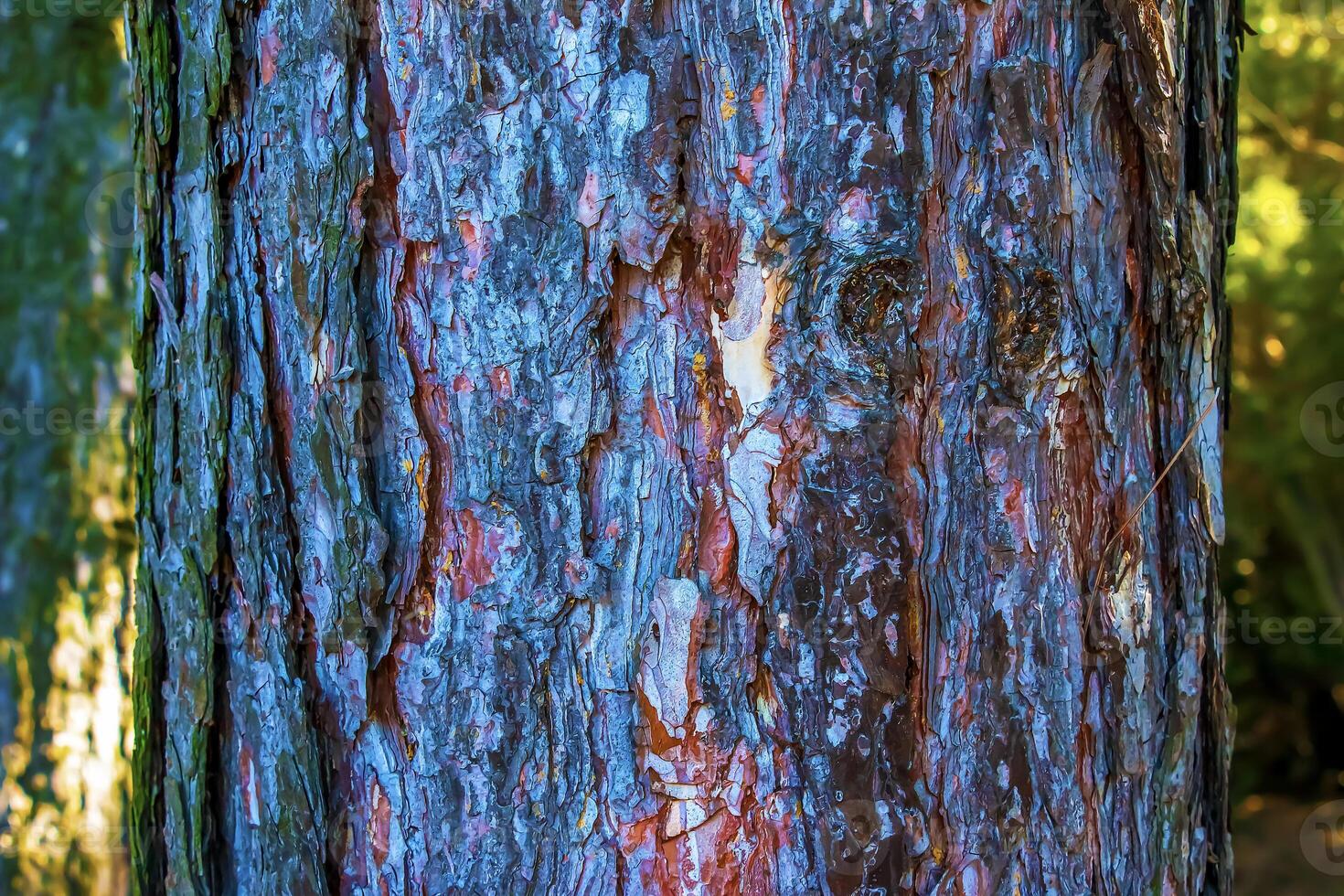 Black pine bark close-up. The texture of trunk of Pinus nigra. Background from living wood. Forest nature skin photo