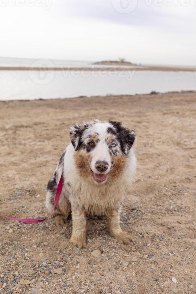 Aussie Australian Shepherd dog in blue marble color and different eye color sitting on the seashore and looking at the camera vertical photo