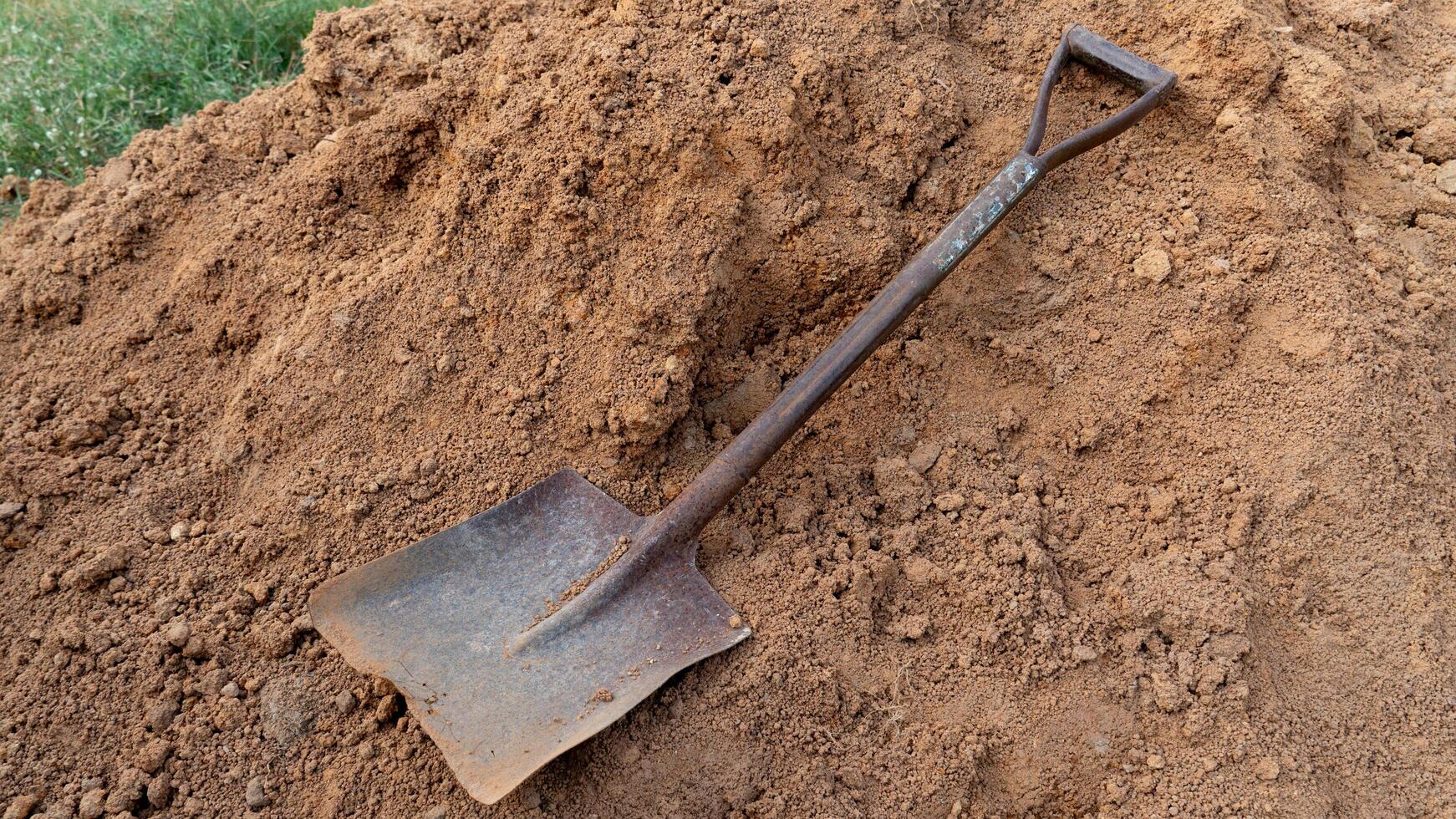An old iron shovel lying face up on a pile of dirt. A pile of brown ray shaped soil next to a green lawn. photo
