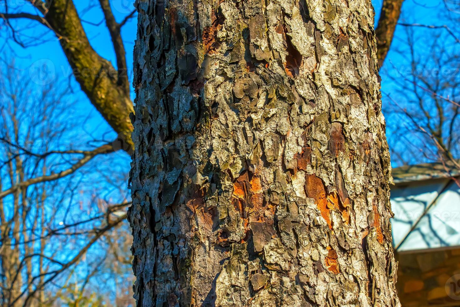 Rowan bark close-up. The texture of trunk of Sorbus torminalis L. Background from living wood. Skin of the forest nature photo
