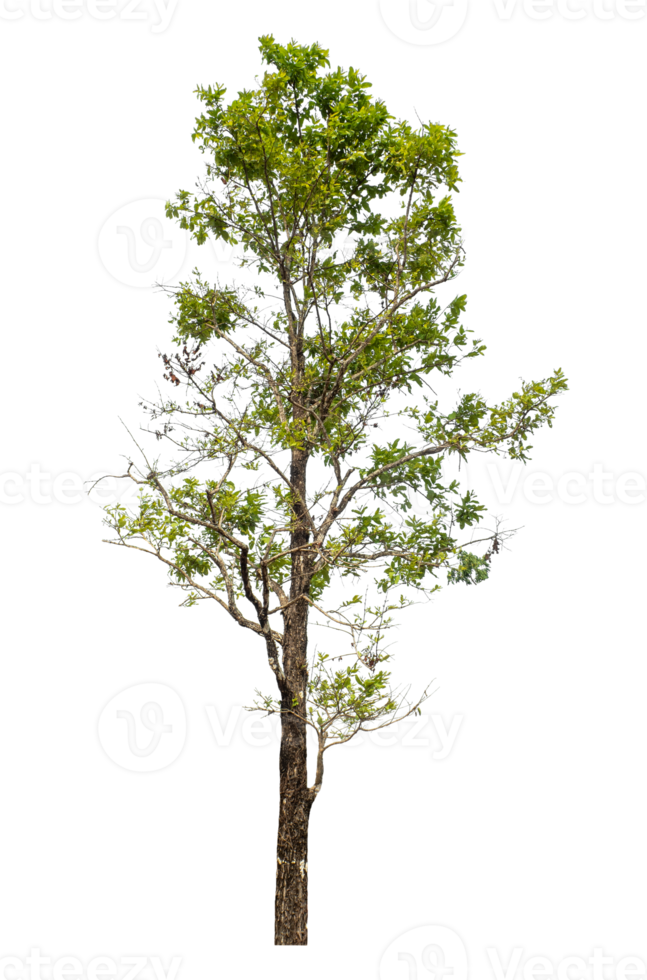 high resolution.tree isolated on transparent background with clipping path and alpha channel png