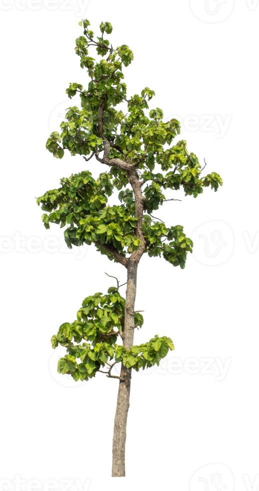 High resolution, Green trees isolated on transparent background. png