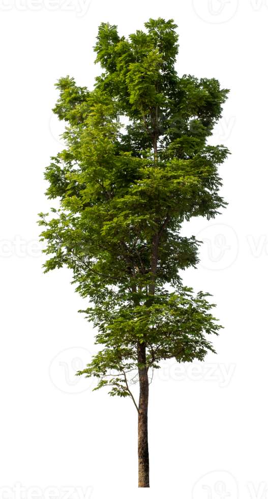 Single deciduous tree isolated on transparent background. png