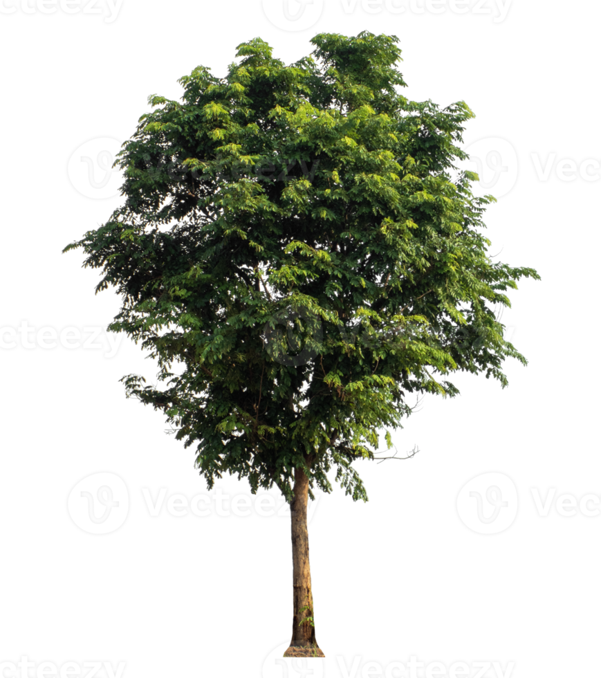 tree isolated on transparent background with clipping path and alpha channel, high resolution png
