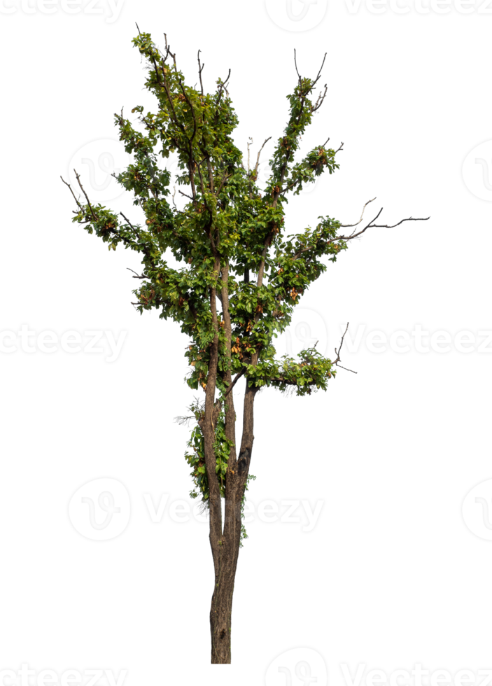 high resolution. tree isolated on transparent background. png