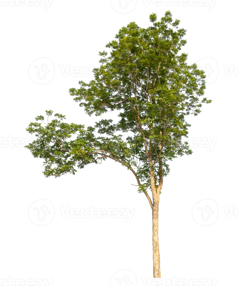 Green trees isolated on transparent background. png