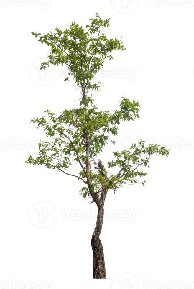 high resolution. tree isolated on transparent background with clipping path and alpha channel png