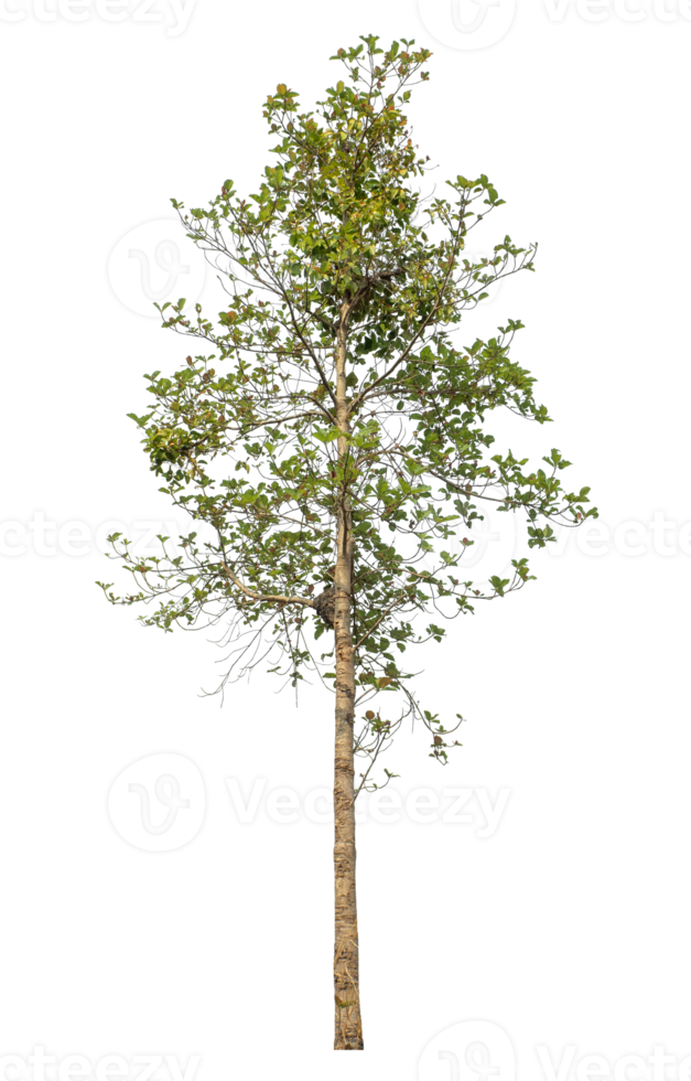 single deciduous tree isolated on transparent background png