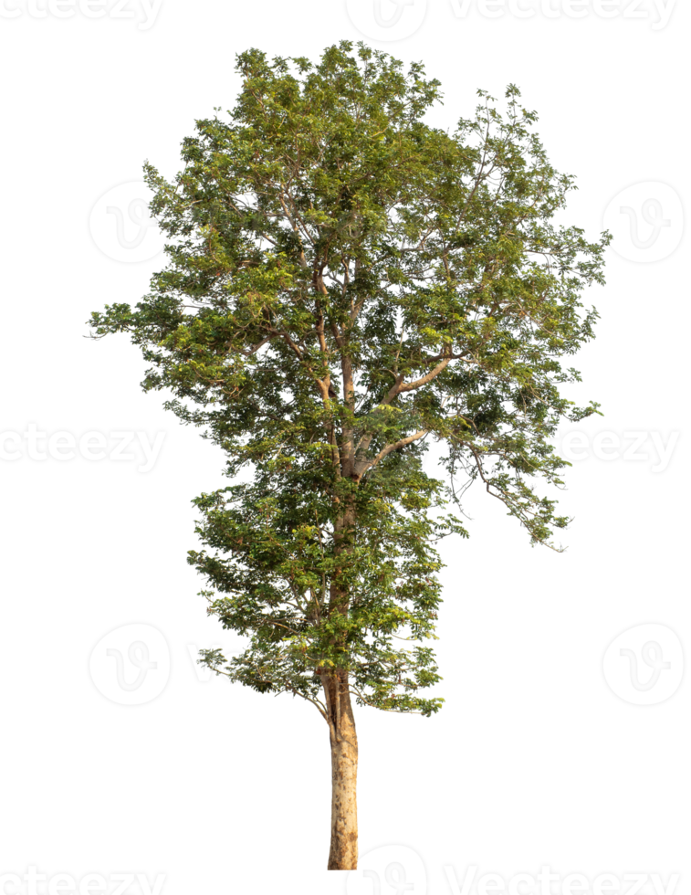 Green trees isolated on transparent background png
