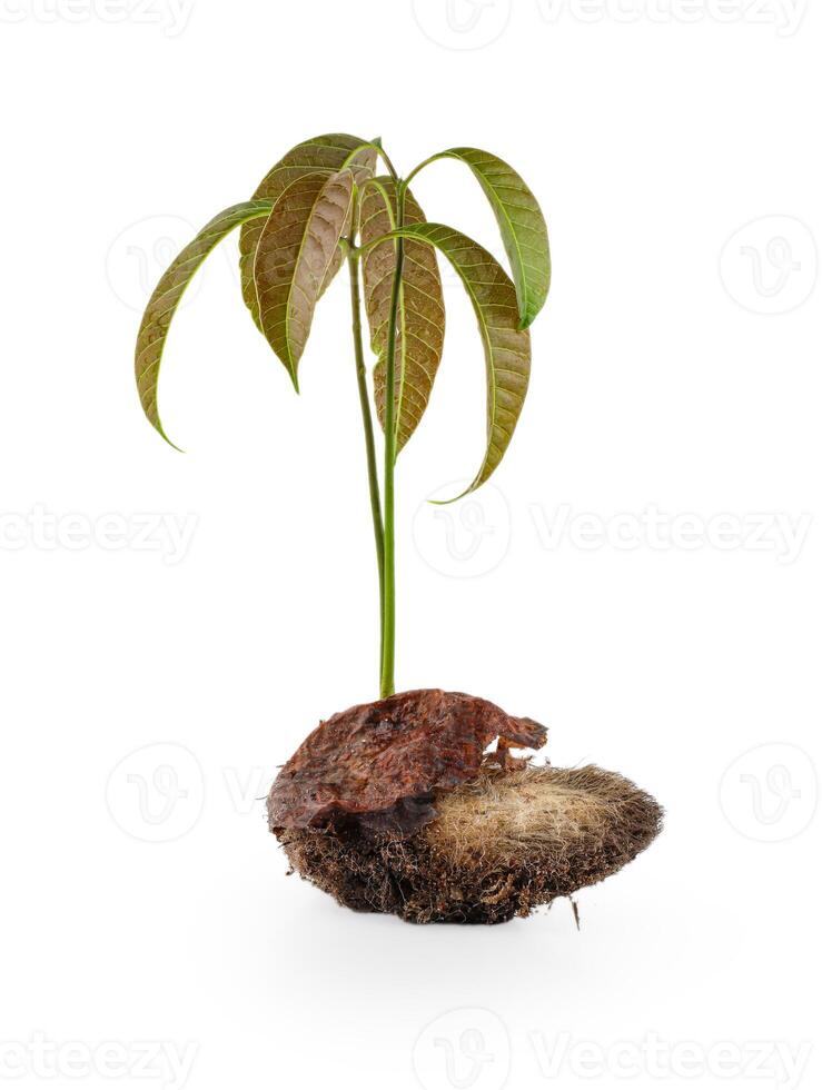 mango tree plant growing from a seed or seedling, whole plant with green leaves, sprouted seed isolated on white background with clipping path.Mango seedling with seed and fresh leaves. photo
