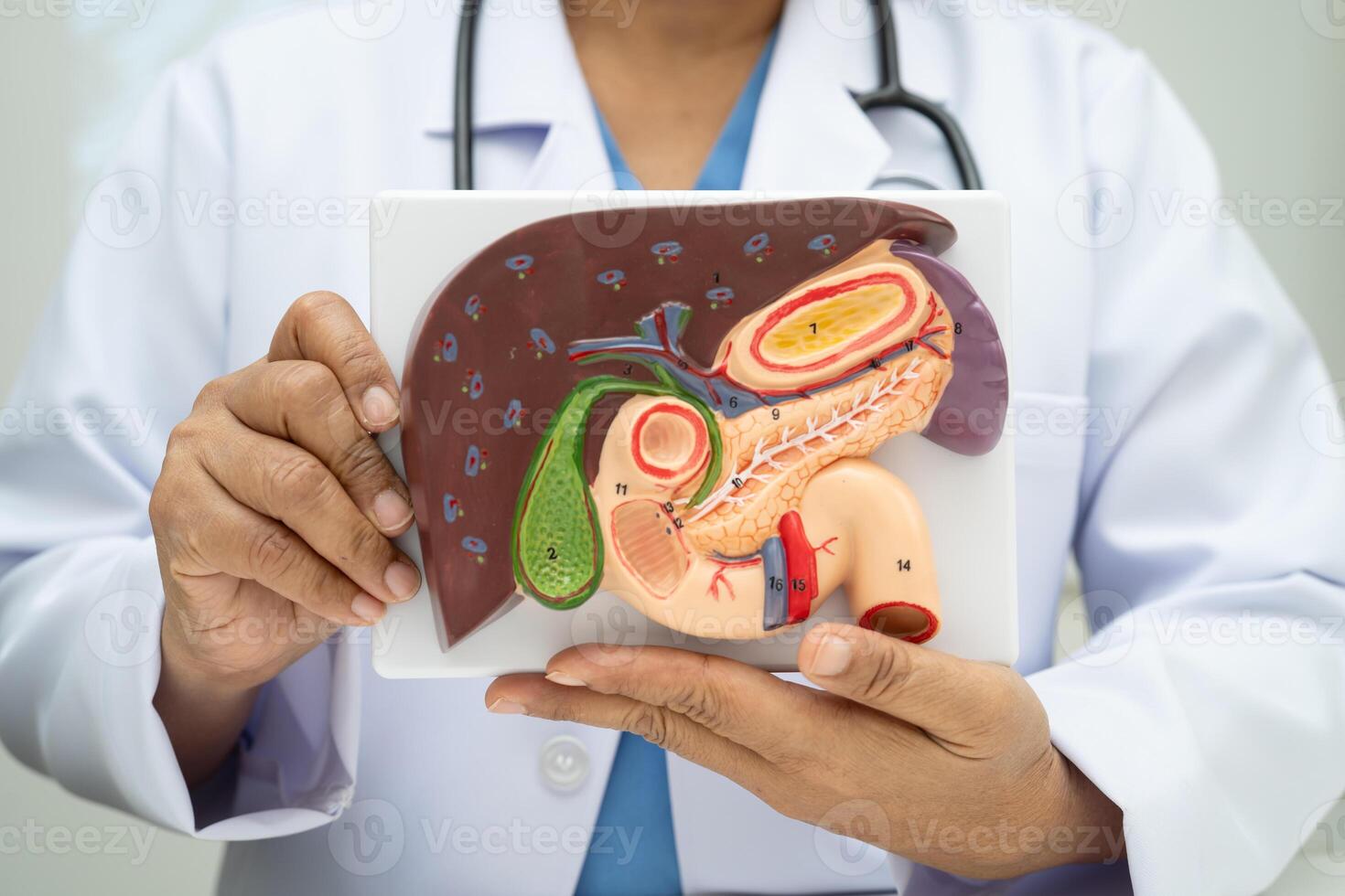 Liver with gallbladder, pancreas spleen and duodenum, Asian doctor holding human anatomy model for study diagnosis treatment photo