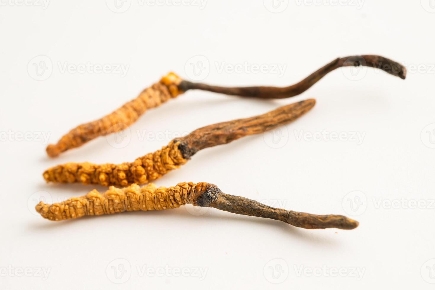 Cordyceps Ophiocordyceps sinensis mushroom herb is fungus for used as medicine on white background. photo