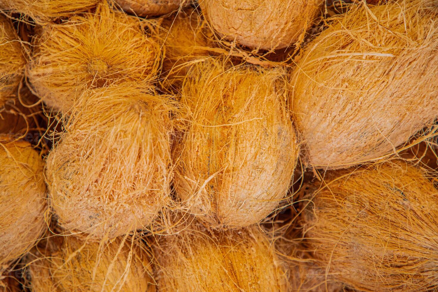 background Heap of peeled brown coconut cocos nucifera kept for sale. photo